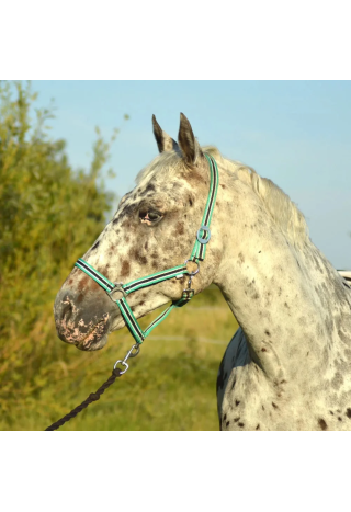 Kantar START Economic