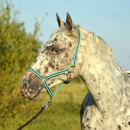 Kantar start economic | Sklep jeździecki Horse Trade.pl