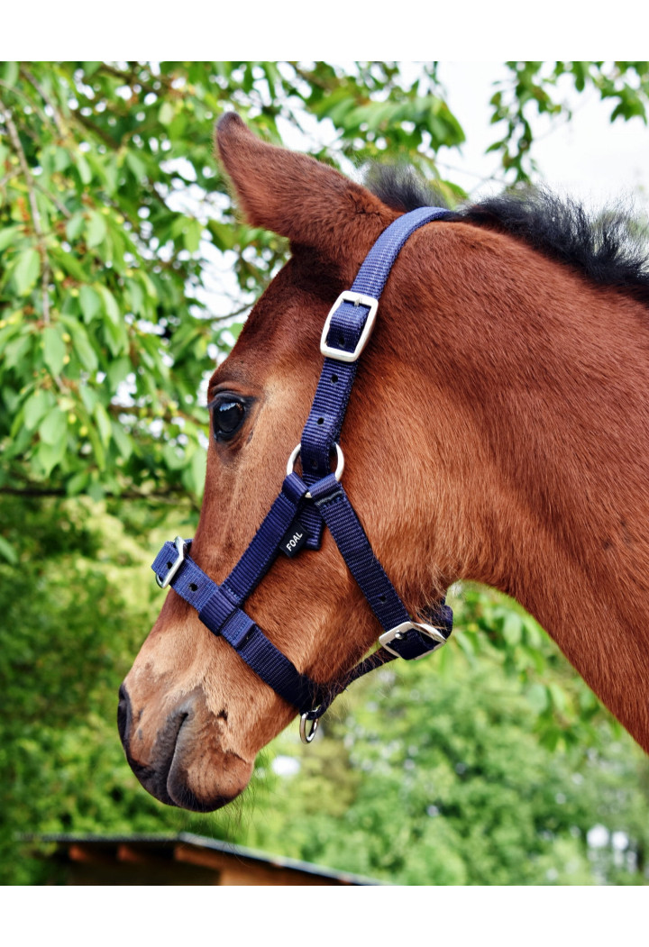Kantar start na źrebię | Sklep jeździecki Horse Trade.pl