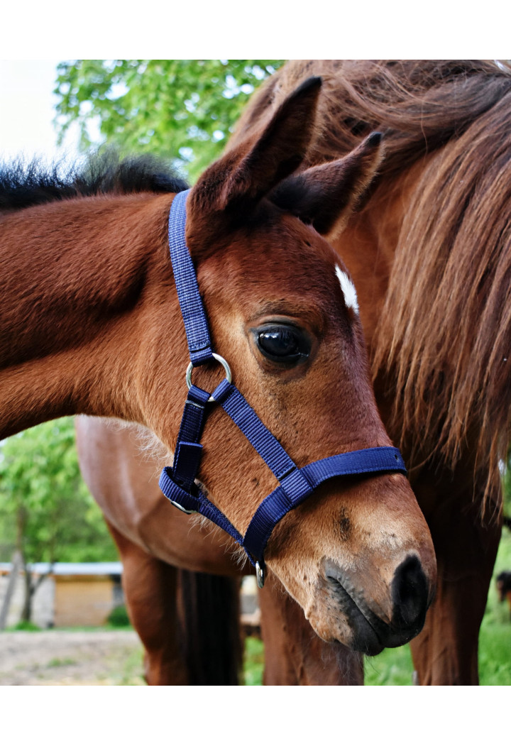 Kantar start na źrebię | Sklep jeździecki Horse Trade.pl