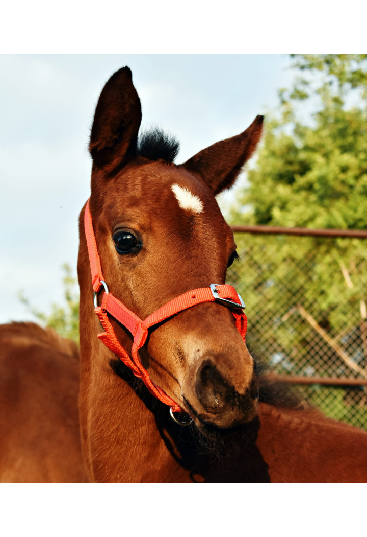 Kantar start na źrebię | Sklep jeździecki Horse Trade.pl