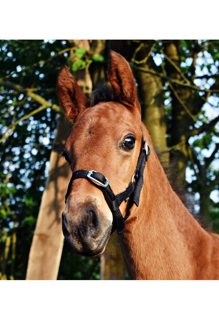 Kantar start na źrebię | Sklep jeździecki Horse Trade.pl
