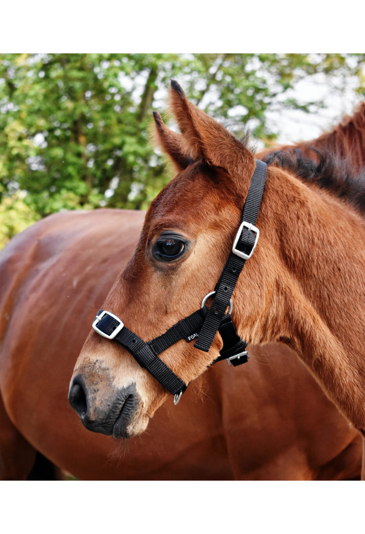 Kantar start na źrebię | Sklep jeździecki Horse Trade.pl