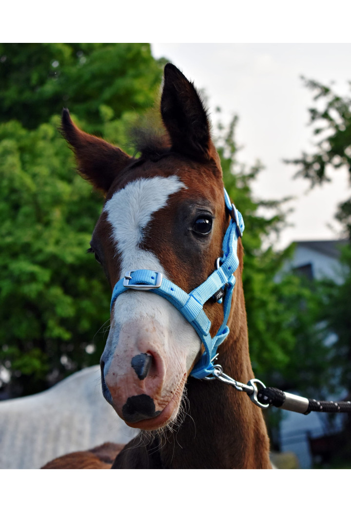 Kantar start na źrebię | Sklep jeździecki Horse Trade.pl