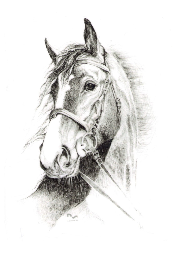 Naklejka na samochód DO STAJNI rysunek 7 black