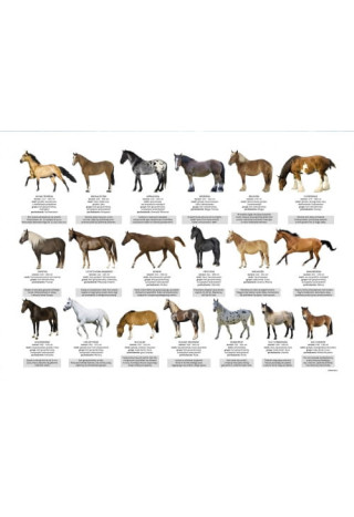 Podkładka na biurko DERFORM Rasy koni
