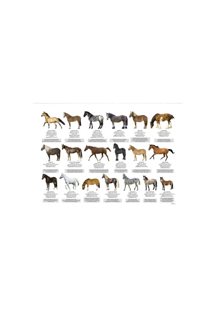 Podkładka na biurko DERFORM Rasy koni