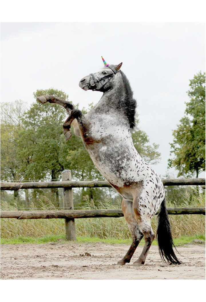 Ozdoba na naczółek QHP UnicornHorn