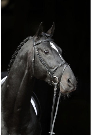 Ogłowie COVALLIERO Standard