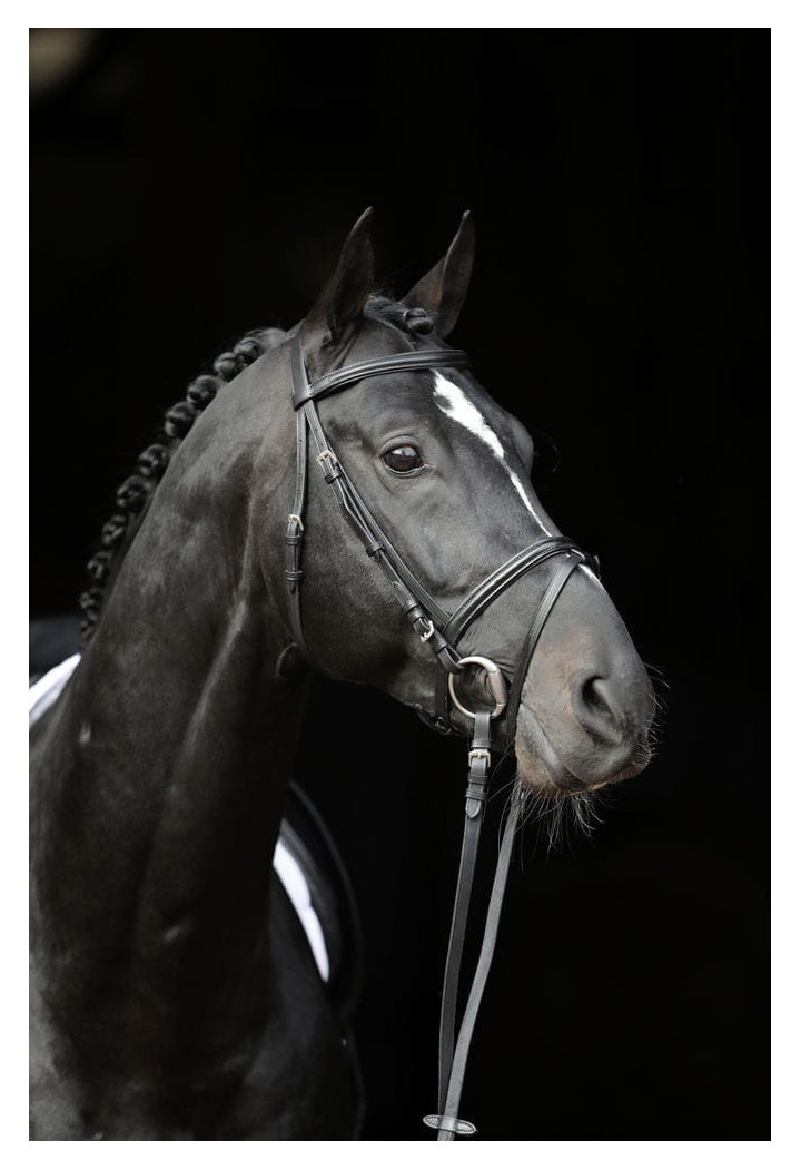 Ogłowie COVALLIERO Standard