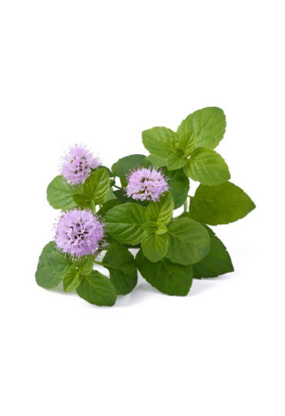 Melisa EQUIHERBS ziele 500g