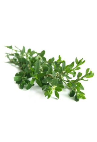 Rdest ptasi EQUIHERBS ziele 500g