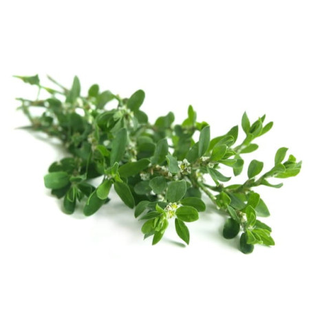 Rdest ptasi EQUIHERBS 500g