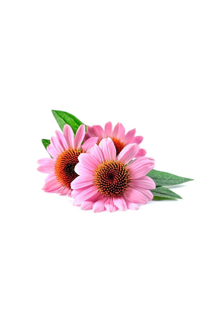 Echinacea EQUIHERBS EKO-torba 1000g