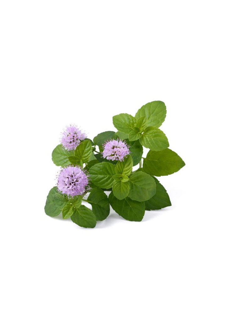 Melisa EQUIHERBS ziele EKO-torba 1000g