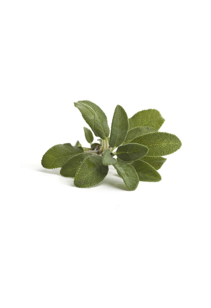 Szałwia EQUIHERBS ziele 500g