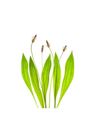 Babka lancetowata EQUIHERBS 1000g