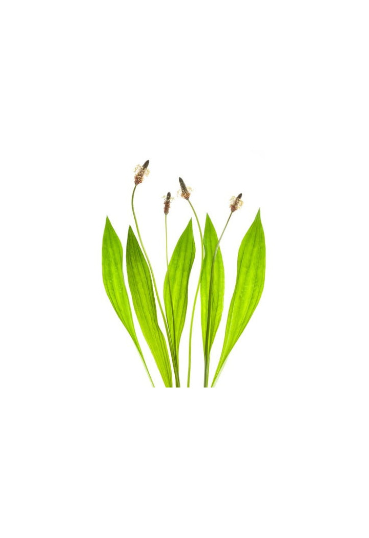 Babka lancetowata EQUIHERBS EKO-torba 1000g