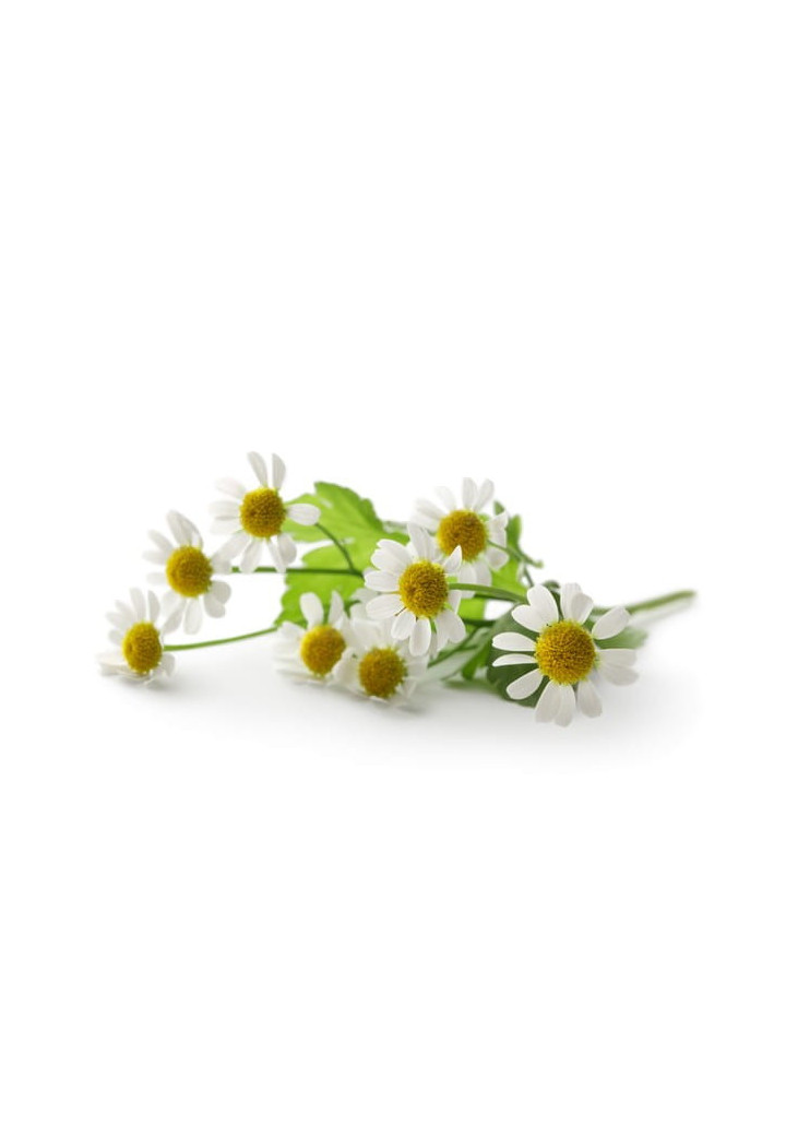 Rumianek EQUIHERBS kwiat EKO-torba 1000g