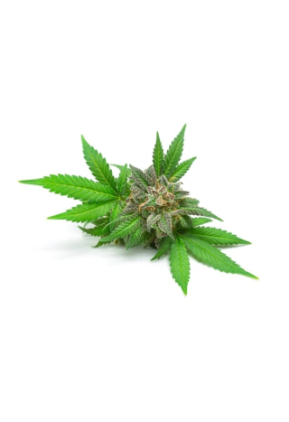 Olej konopny EQUIHERBS 1l