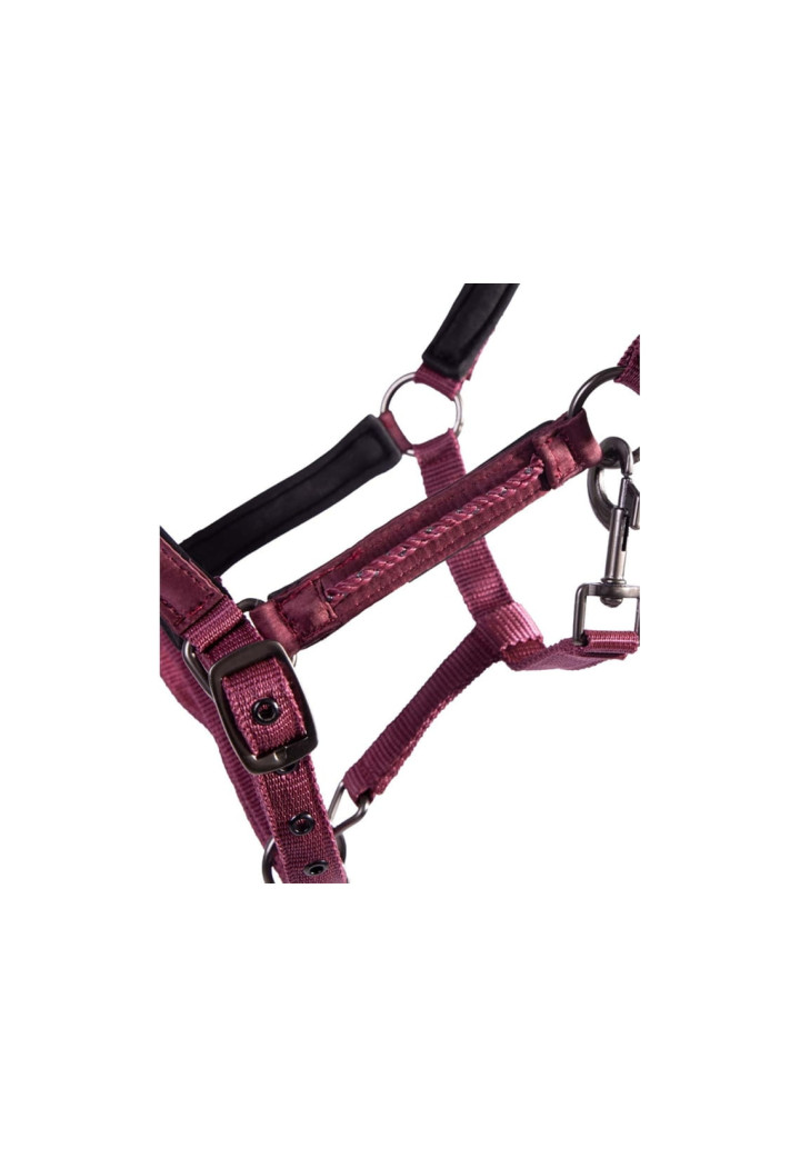 Kantar QHP Lily FOAL