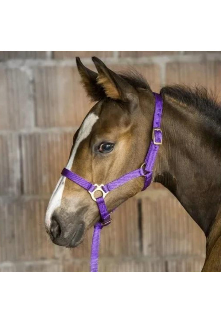 Kantar EKKIA headcollar + lead rope