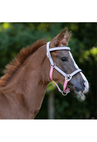 Kantar źrebięcy QHP +naczółek Flore