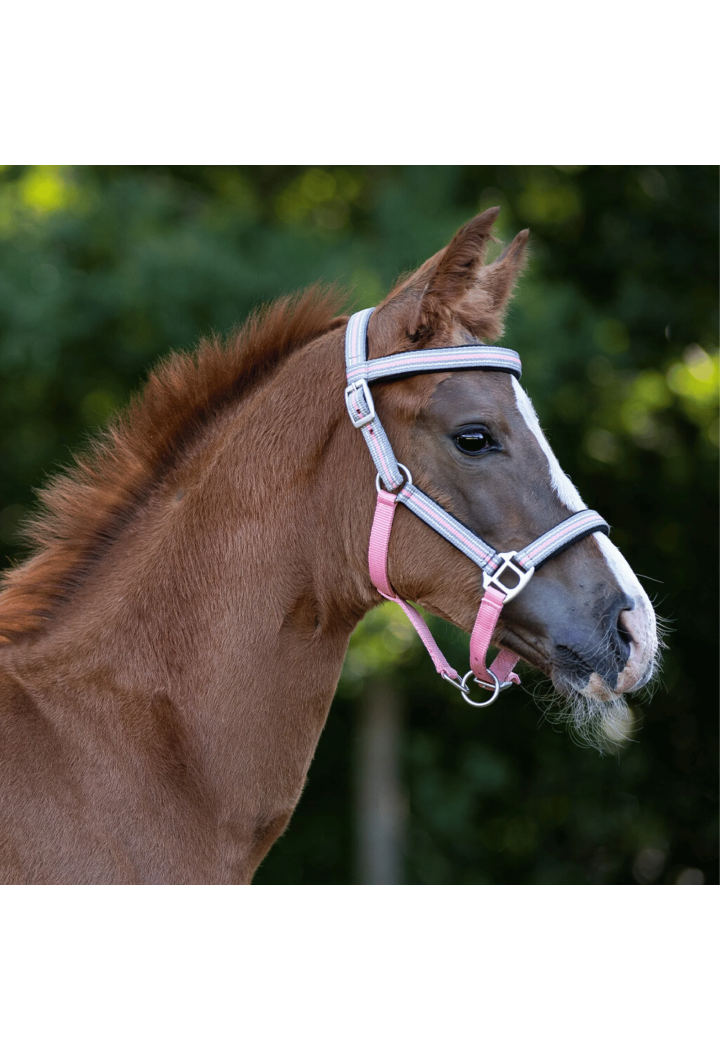Kantar źrebięcy QHP +naczółek Flore