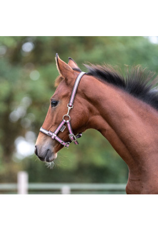 Kantar źrebięcy KAVALKADE Fohlen