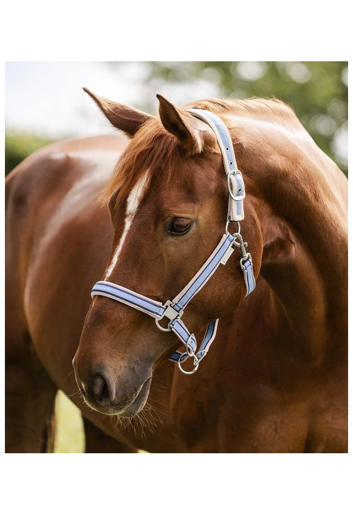 Kantar WALDHAUSEN Athletic