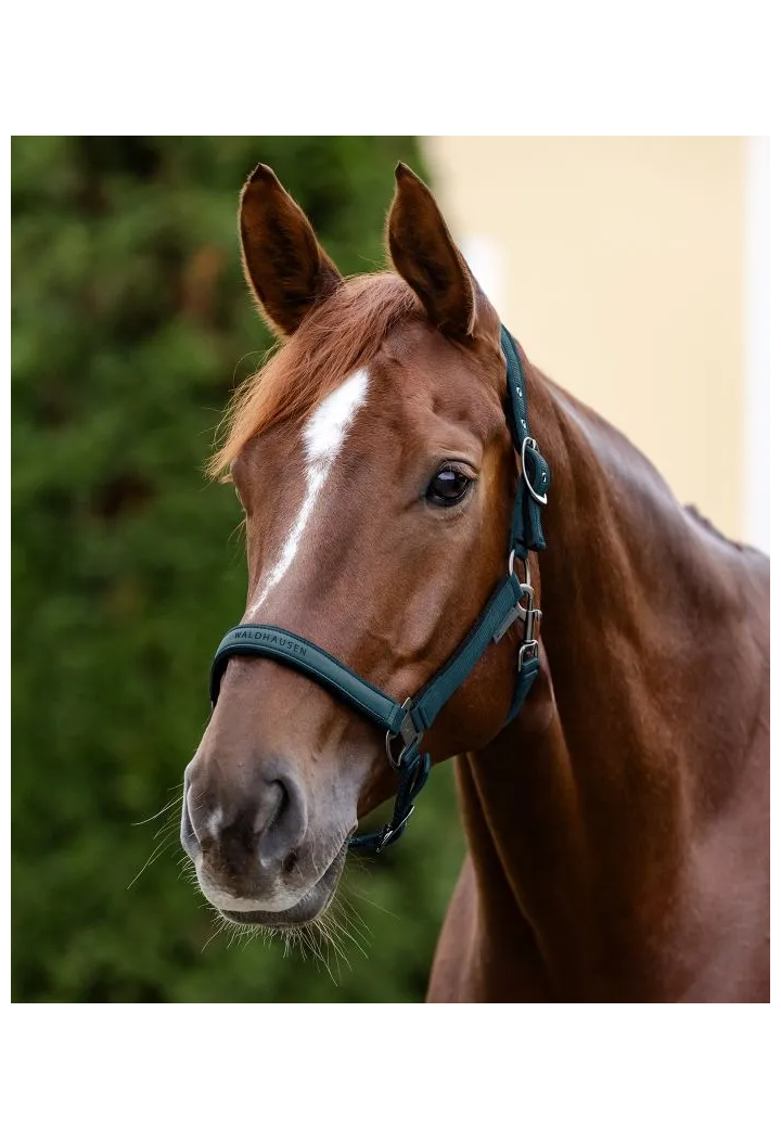 Kantar WALDHAUSEN Athletic