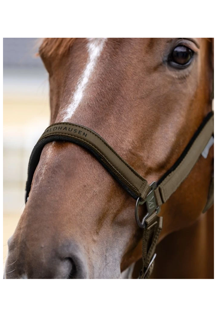 Kantar WALDHAUSEN Athletic