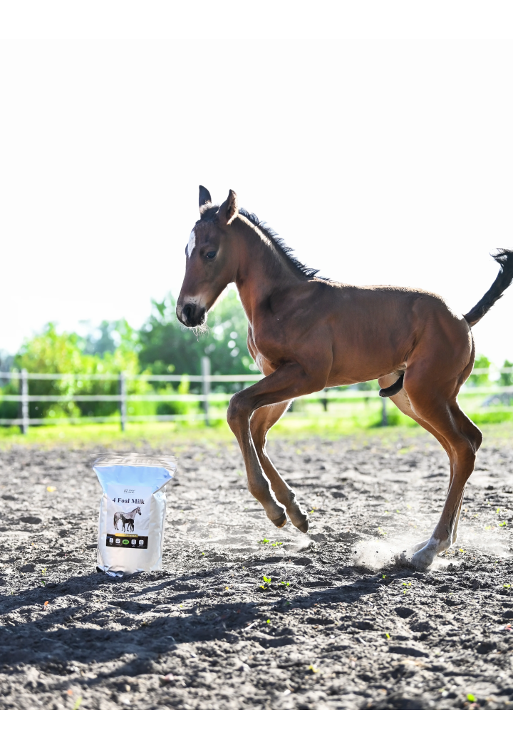 Mleko zastępcze OH 4 Foal Milk 4kg