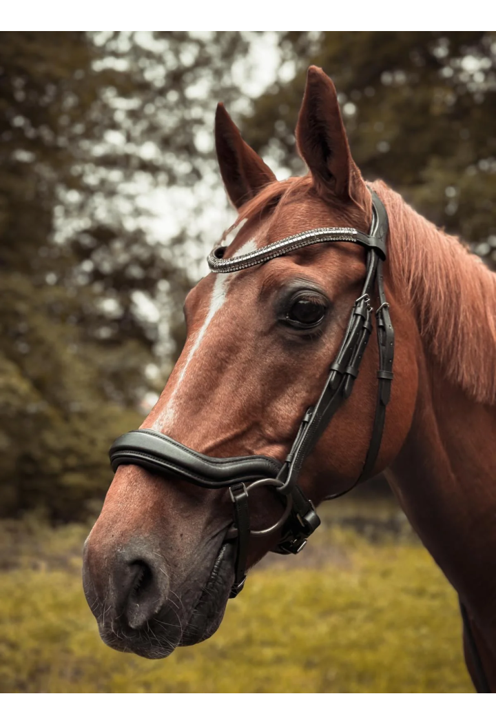 Ogłowie dla konia START Selene anatomiczne | Sklep jeździecki Horse-Trade.pl