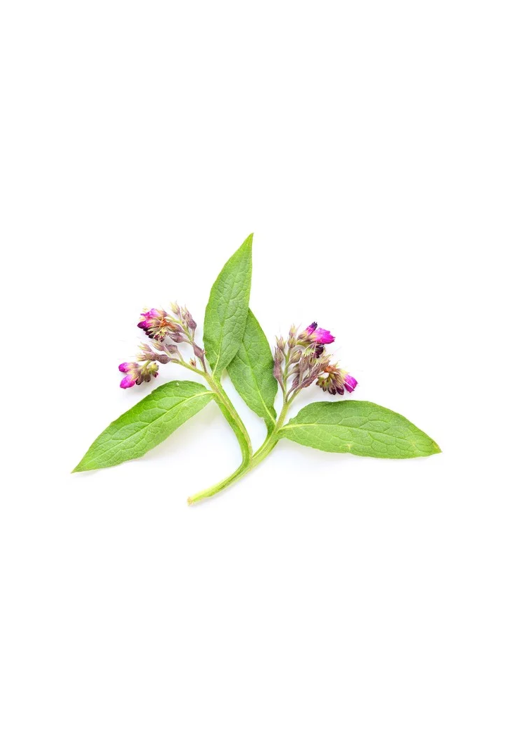 Żywokost lekarski EQUIHERBS korzeń 1kg