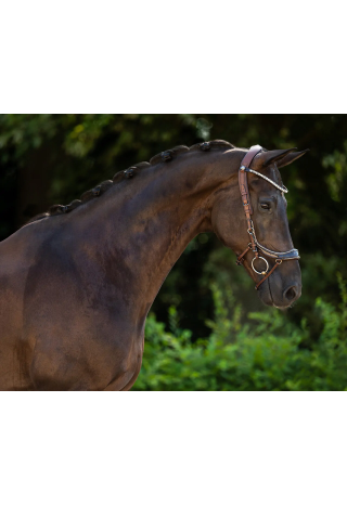 Ogłowie PresTEQ FaySport Glitter | Sklep jeździecki Horse-Trade.pl