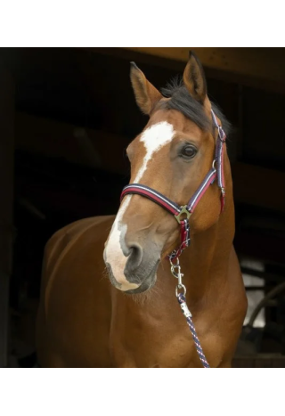 Kantar NORTON Brillant + uwiąz