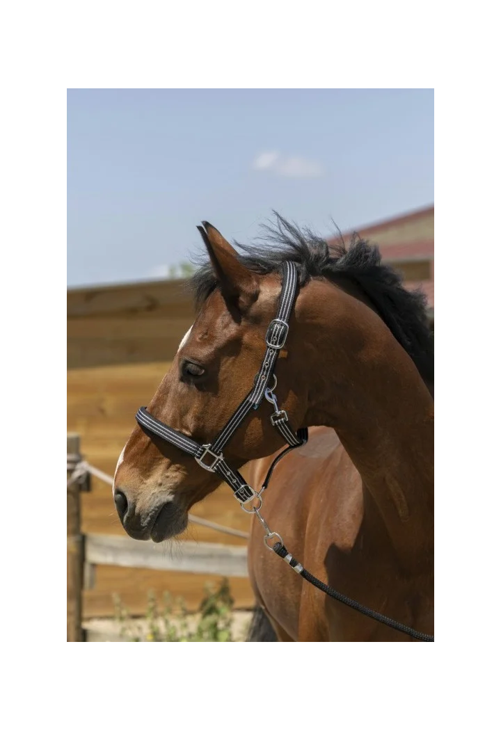 Kantar NORTON Brillant + uwiąz