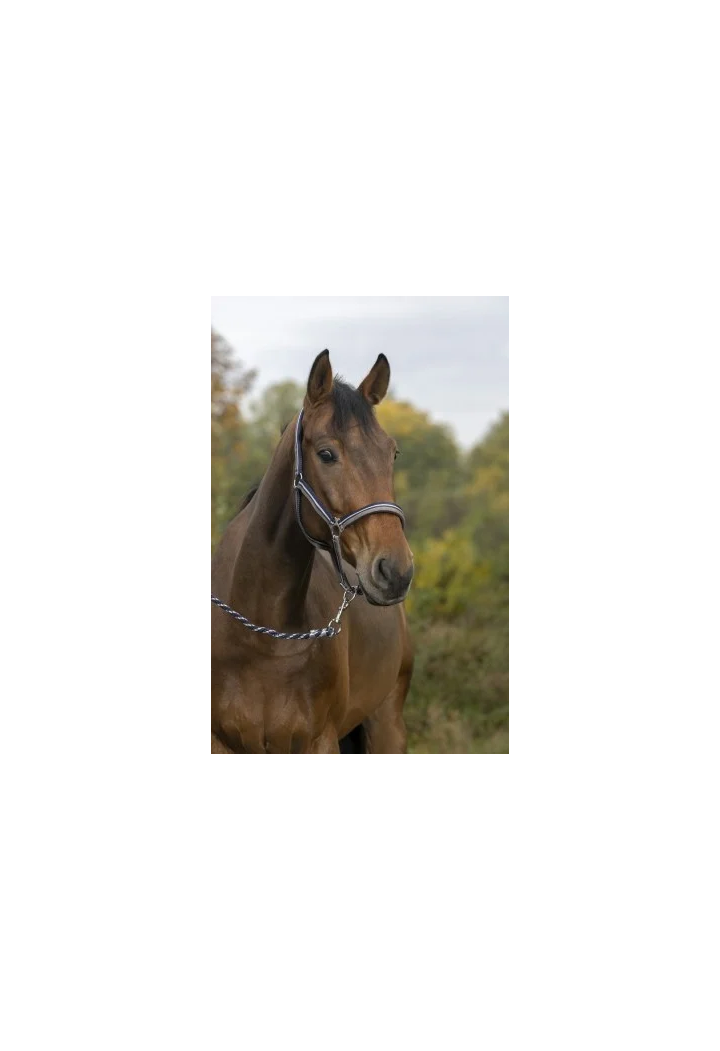 Kantar NORTON Brillant + uwiąz