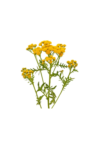 Wrotycz EQUIHERBS 500g