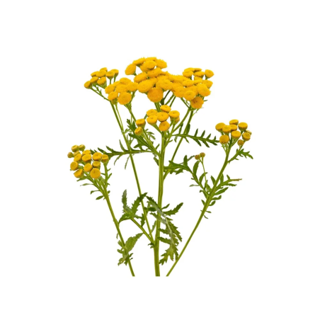 Wrotycz EQUIHERBS 500g