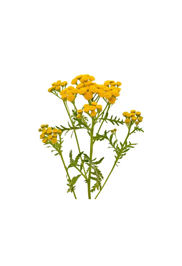 Wrotycz EQUIHERBS 500g