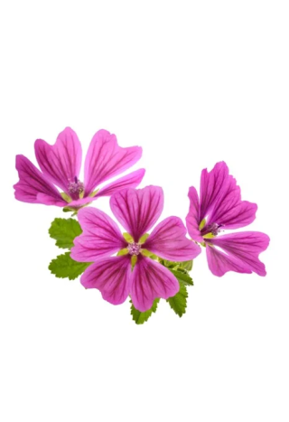 Ślaz dziki kwiat EQUIHERBS 500g