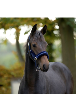 Kantar KAVALKADE FoalStar glitter