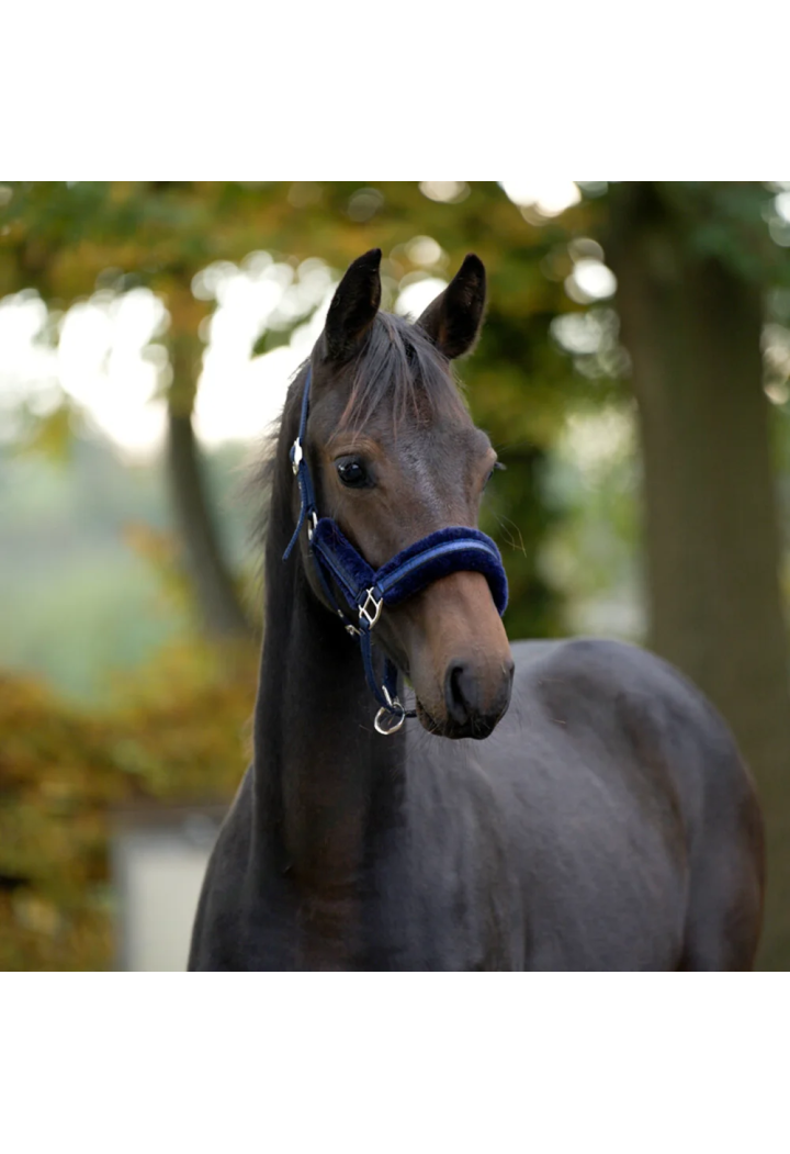 Kantar KAVALKADE FoalStar glitter