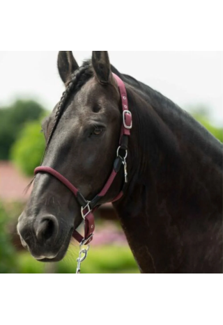 Kantar HKM Carlotta