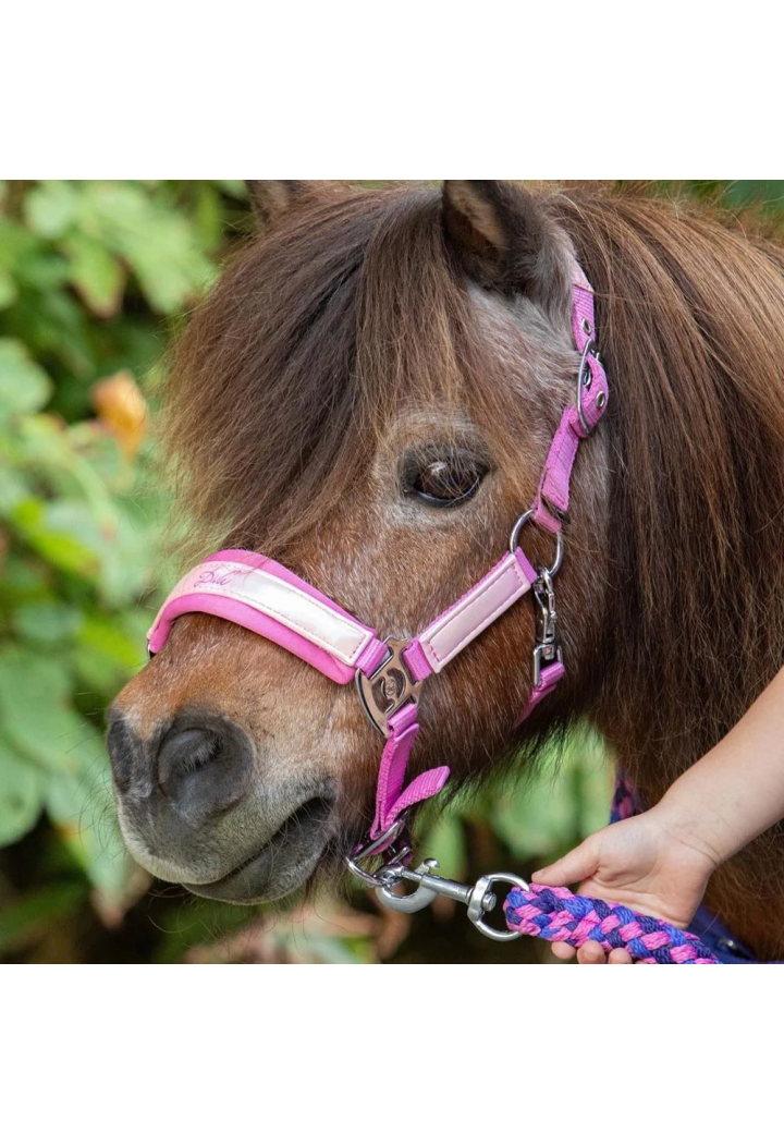 Kantar z uwiązem HH DivaViolet 25SS