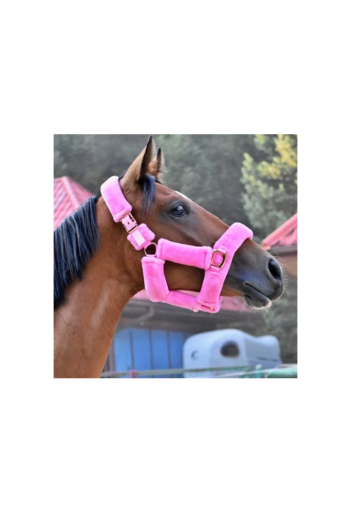 Kantar START Teddy RoseGold