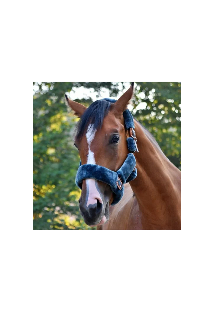 Kantar START Teddy RoseGold