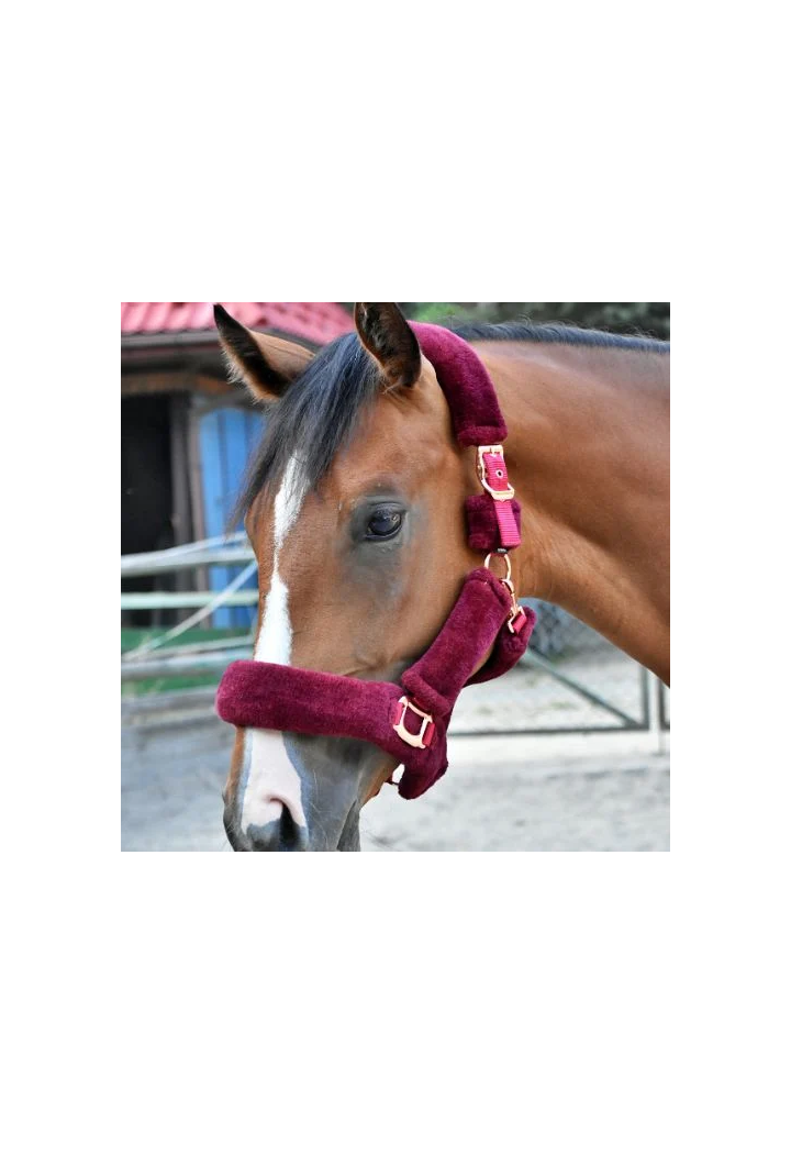 Kantar START Teddy RoseGold